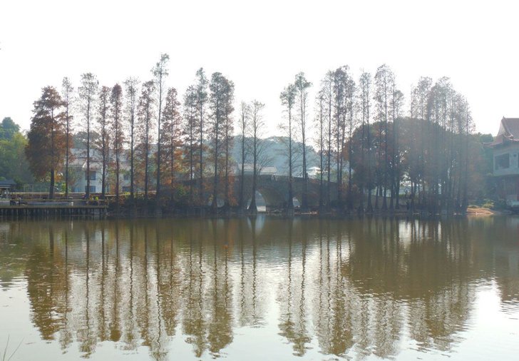 华南植物园湖泊和石桥